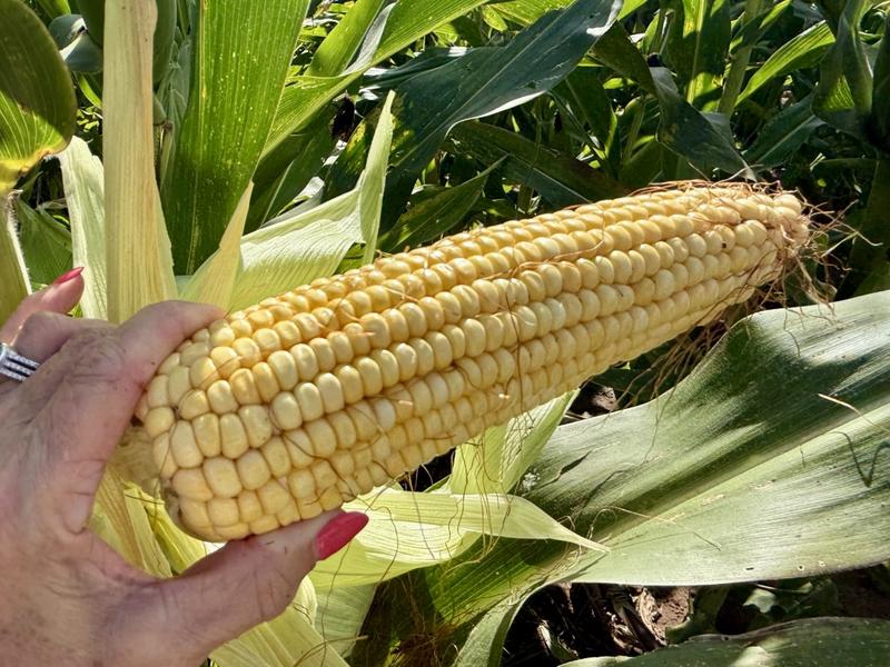 0 Bedroom Property for Sale in Harrismith Free State